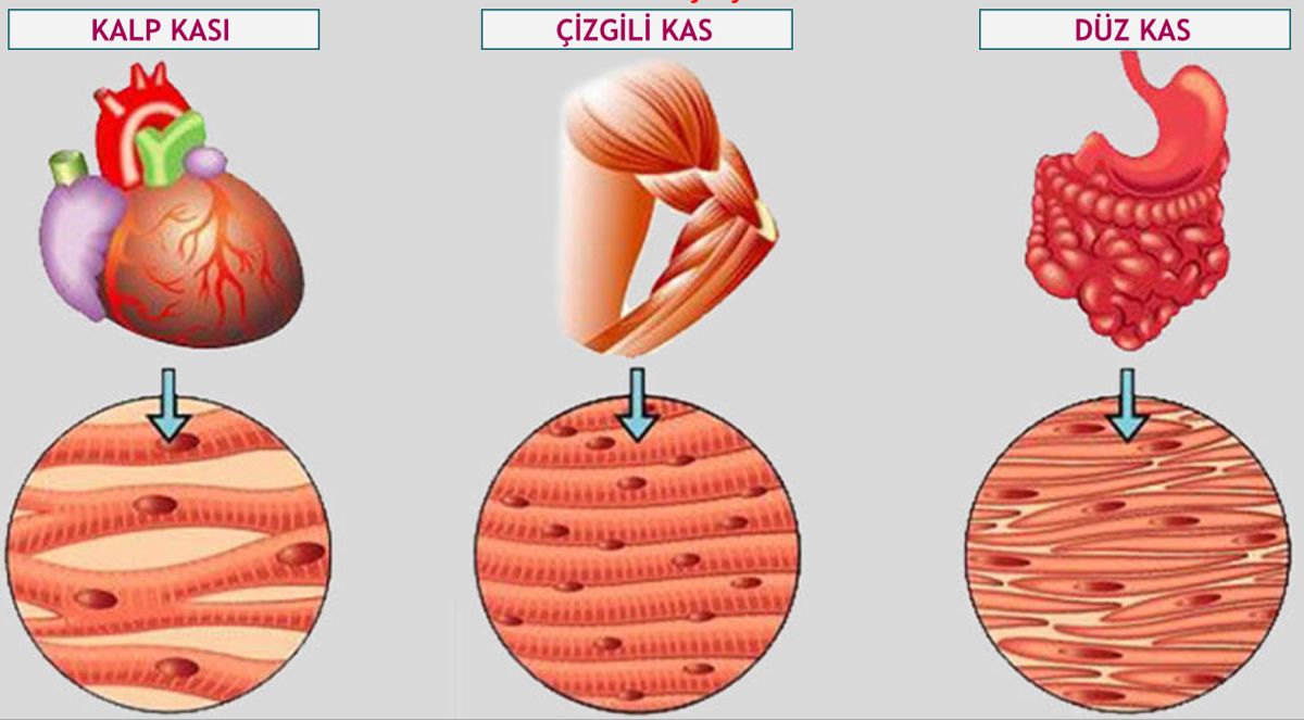 HISTOLOGI
